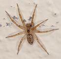 Oecobius_annulipes_D3221_Z_90_Valle Gran Rey_Spanje